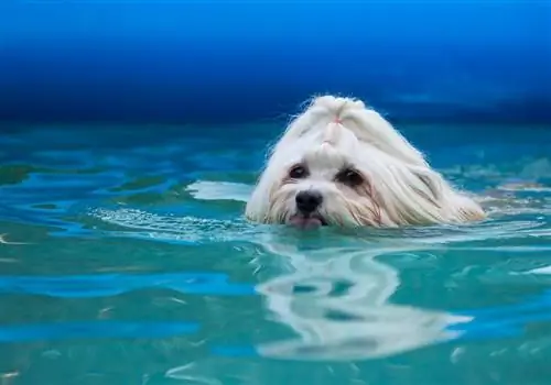 Havanese swimming