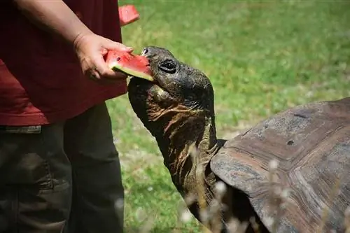 Hrănirea țestoasei uriașe din Galapagos cu pepene verde