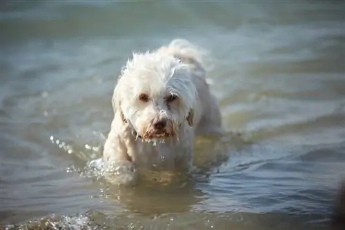 Un bichon havanais peut-il nager ? La réponse surprenante