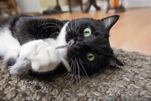 kucing tuxedo bermain dengan mainan tetikus dengan catnip