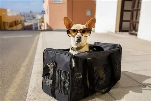 Anjing Chihuahua dalam beg pengangkutan atau kotak sedia untuk dibawa pergi