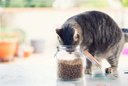 Gato com cabeça em recipiente