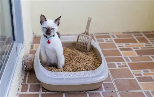 kat op een walnoten nest