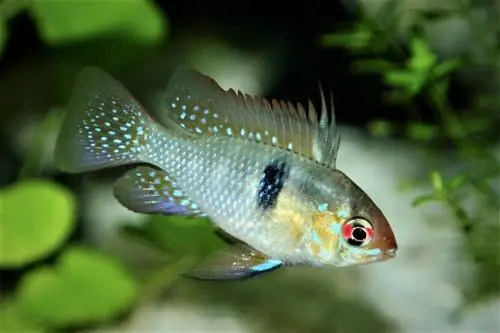 Peixe Ram azul alemão no aquário