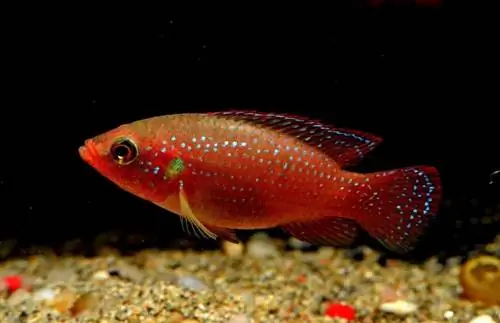 cichlid permata