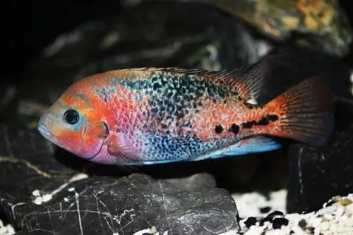 Cichlid berambut merah