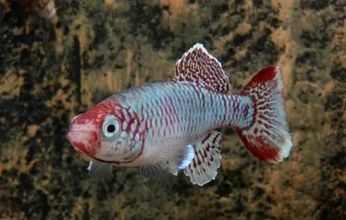 Eggersi Killifish