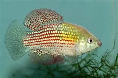 Ikan Bendera Florida