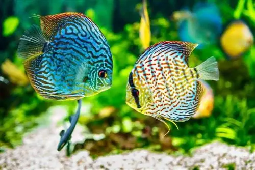 dua ikan discus berwarna-warni di dalam tangki