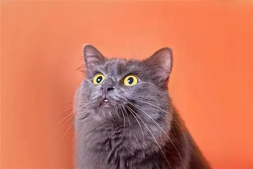 lähikuva nebelung cat with open mouth