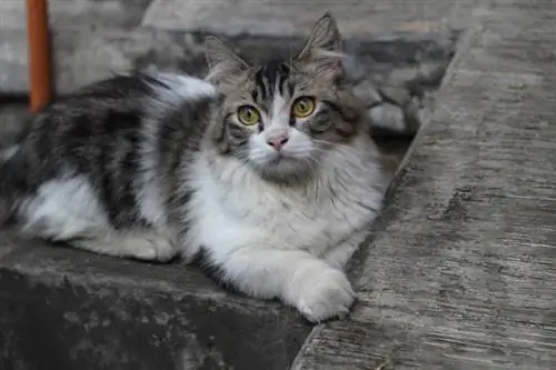 chat munchkin assis sur le sol en béton