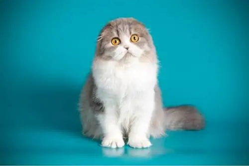 scottish fold bicolor