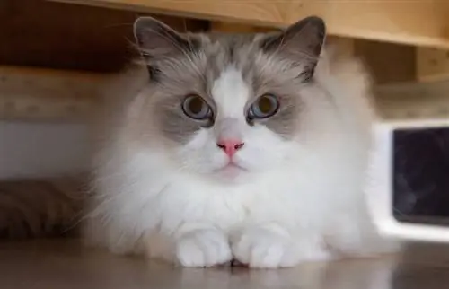 ragdoll ድመት ከሶፋው በታች