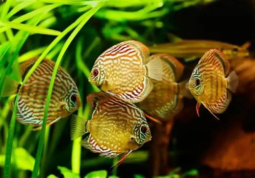 21 peixes de aquário de água doce mais coloridos (com fotos)