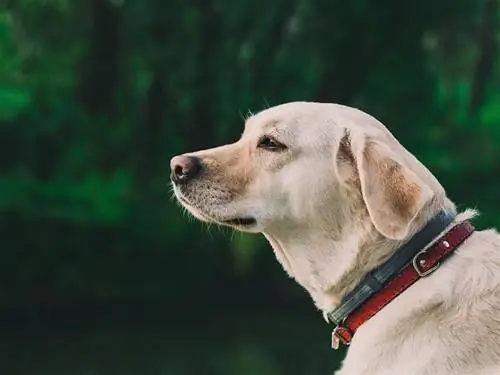 Labrador Retrievers