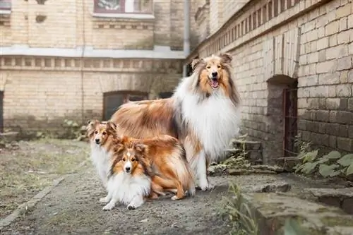 Rough Collie և Shetland Sheepdog և puppies