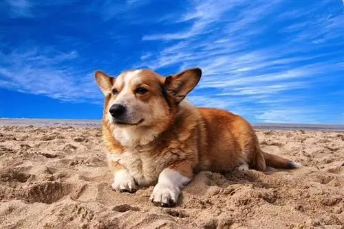 corgi ua