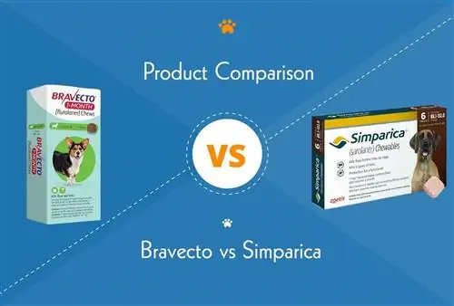 Bravecto vs Simparica: الاختلافات الرئيسية (إجابة الطبيب البيطري)