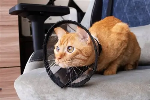 ¿Cuándo debo usar un collar electrónico para gatos? ¿Qué es?