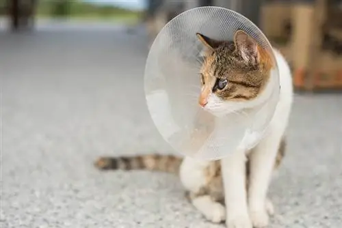 gato con collar electrónico después de la cirugía