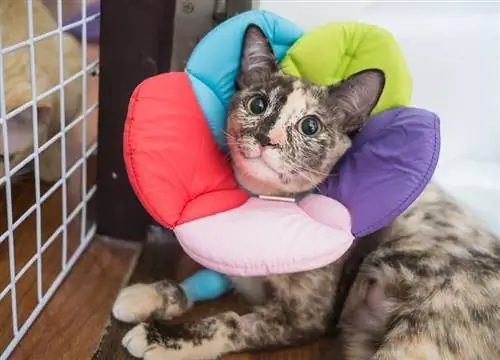 gatto che indossa un collare a cono colorato