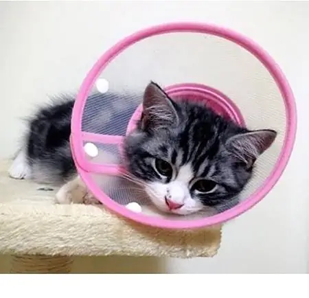 Balbove Pet Plastic Clear Cone Recovery E-საყელო