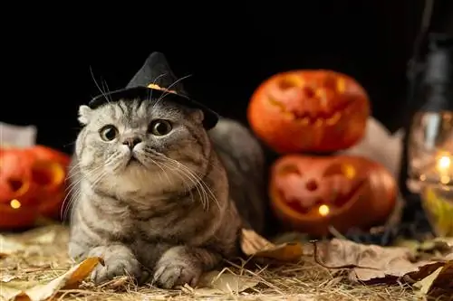 10 beste Halloween-kostuums voor katten – 2023 Beoordelingen & Topkeuzes