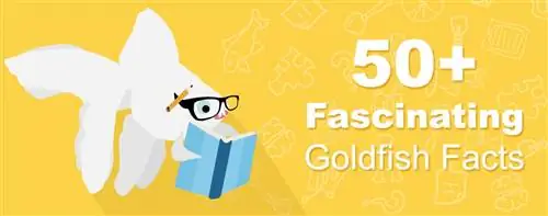 Über 50 interessante Fakten über Goldfische, die Sie wahrscheinlich nicht kannten