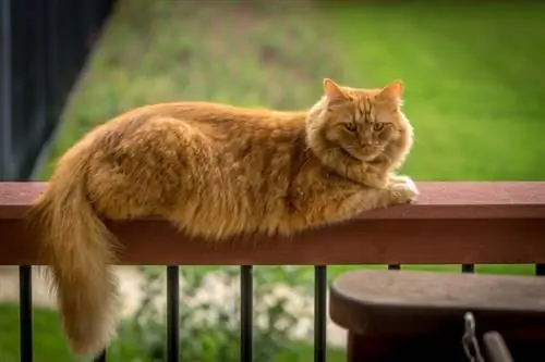 oranje maine coon lieg_Piqsels