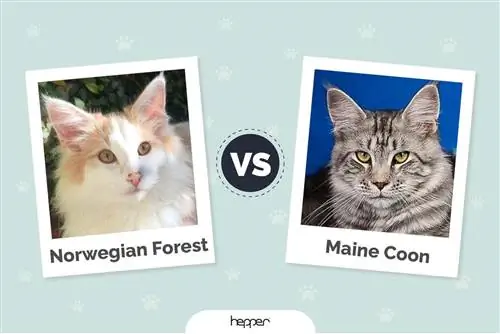 Norveška šumska mačka vs. Maine Coon: ključne razlike (sa slikama)