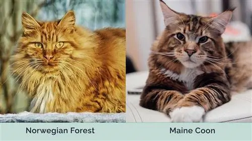 Norwegian Forest vs Maine coon magkatabi