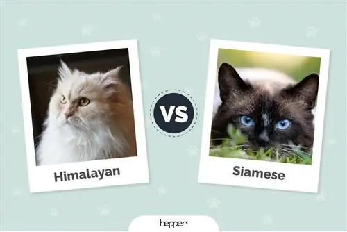 Kucing Himalaya vs. Kucing Siam: Perbedaan Utama (Dengan Gambar)