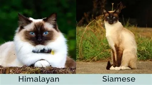 Himalaja vs Siamese langs mekaar