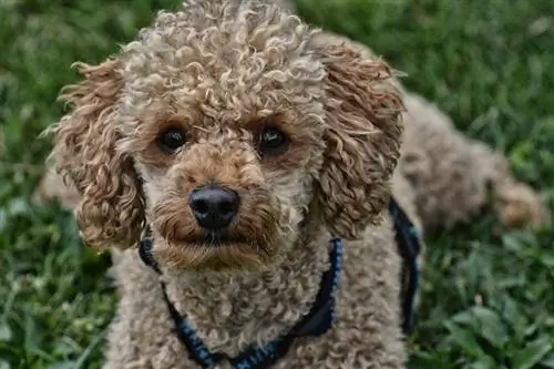 poodle closeup