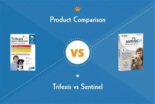 Trifexis مقابل Sentinel: الاختلافات الرئيسية (إجابة الطبيب البيطري)