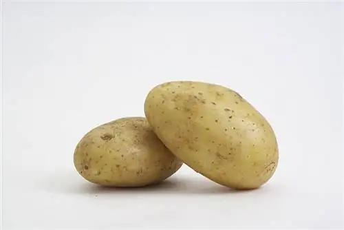 dy patate të papërpunuara