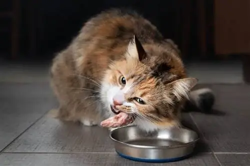 gato comiendo pollo crudo