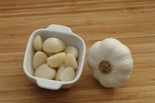 bawang putih