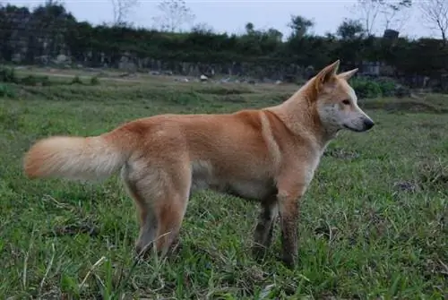 Lài Hund