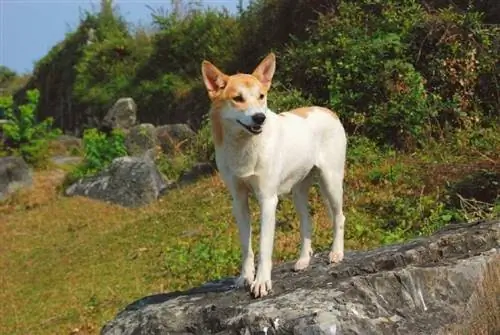 Lài Hund