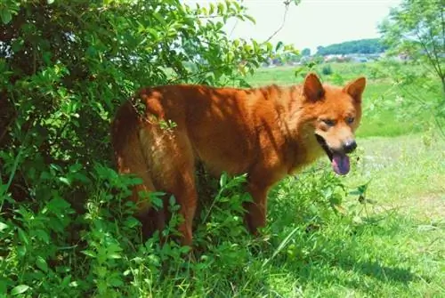 Hva er en Lai-hund? (3 vanlige helseproblemer)