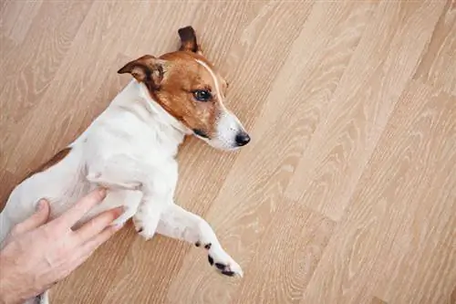 Moeten honden overgeven van stress? Dit is wat u moet weten