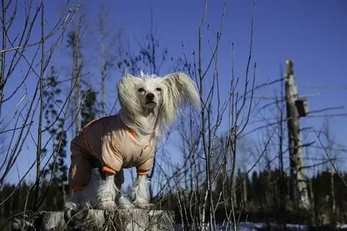 Chinese Crested Dog