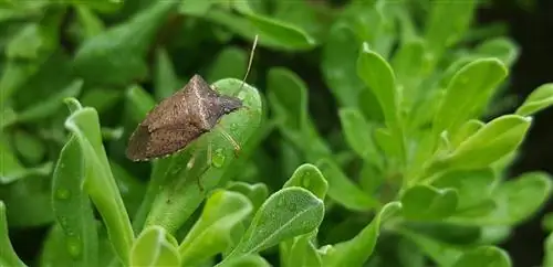 Stink Bug