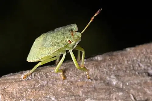 Maaari Bang Kumain ang Mga Pusa ng Mabahong Bug? Anong kailangan mong malaman