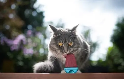 Maine coon chat tigré bleu léchant la crème glacée maison traiter popsicle