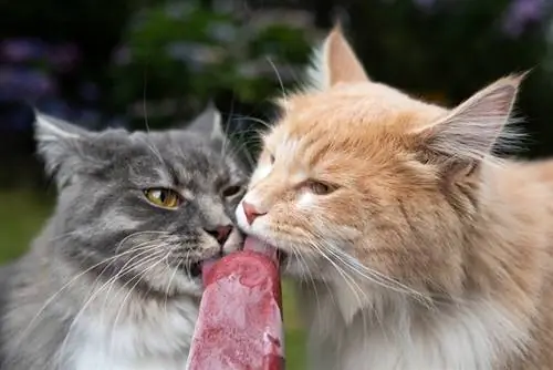 Kan katte popsicles eet? Wat jy moet weet