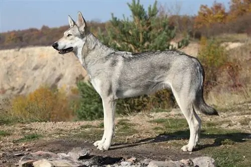 Saarloos Wolfhound_zuzule_shutterstock