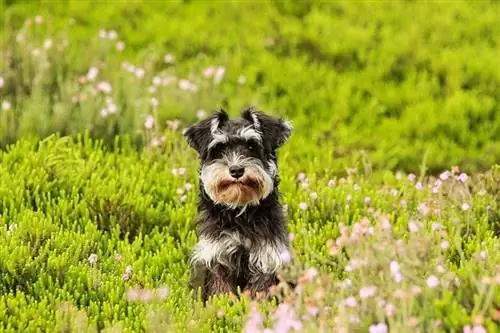 Schnauzer