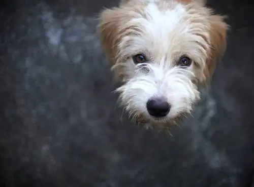 Schneagle karışık cins köpek